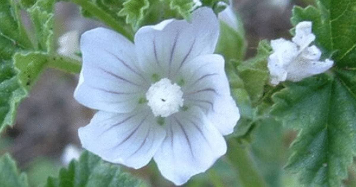 Common Mallow